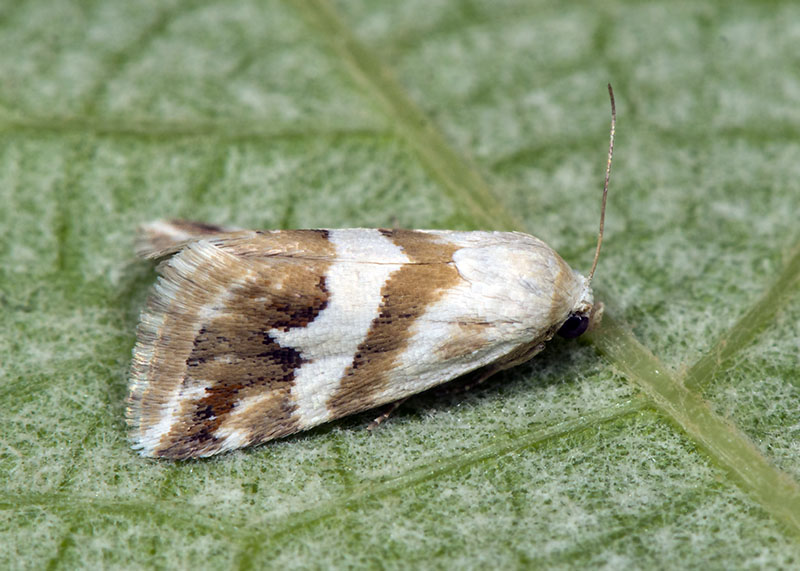 Eublemma elychrysi, Erebidae